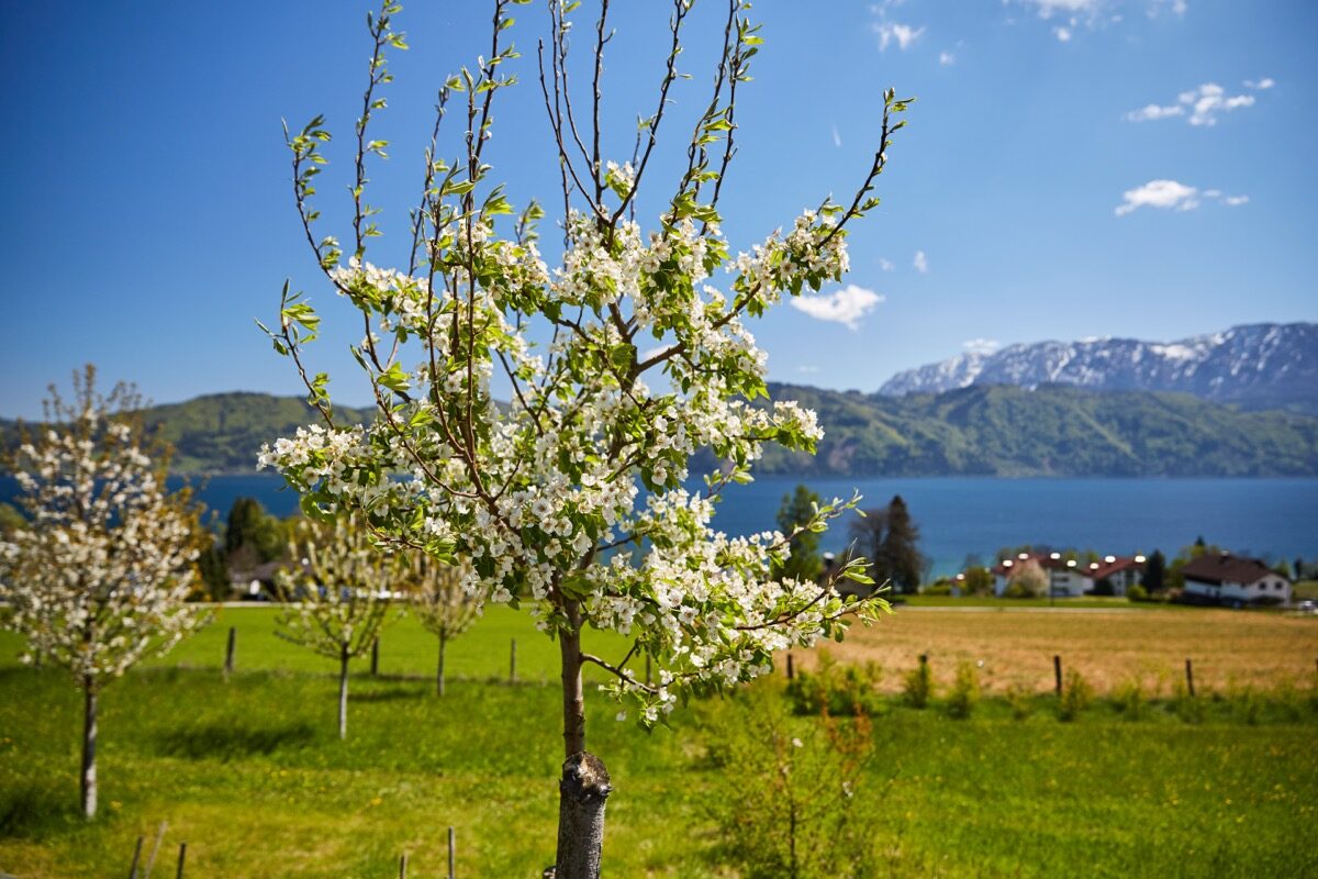 Blühender Baum am Attersee